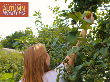 A redhead women picking an apple from a tree