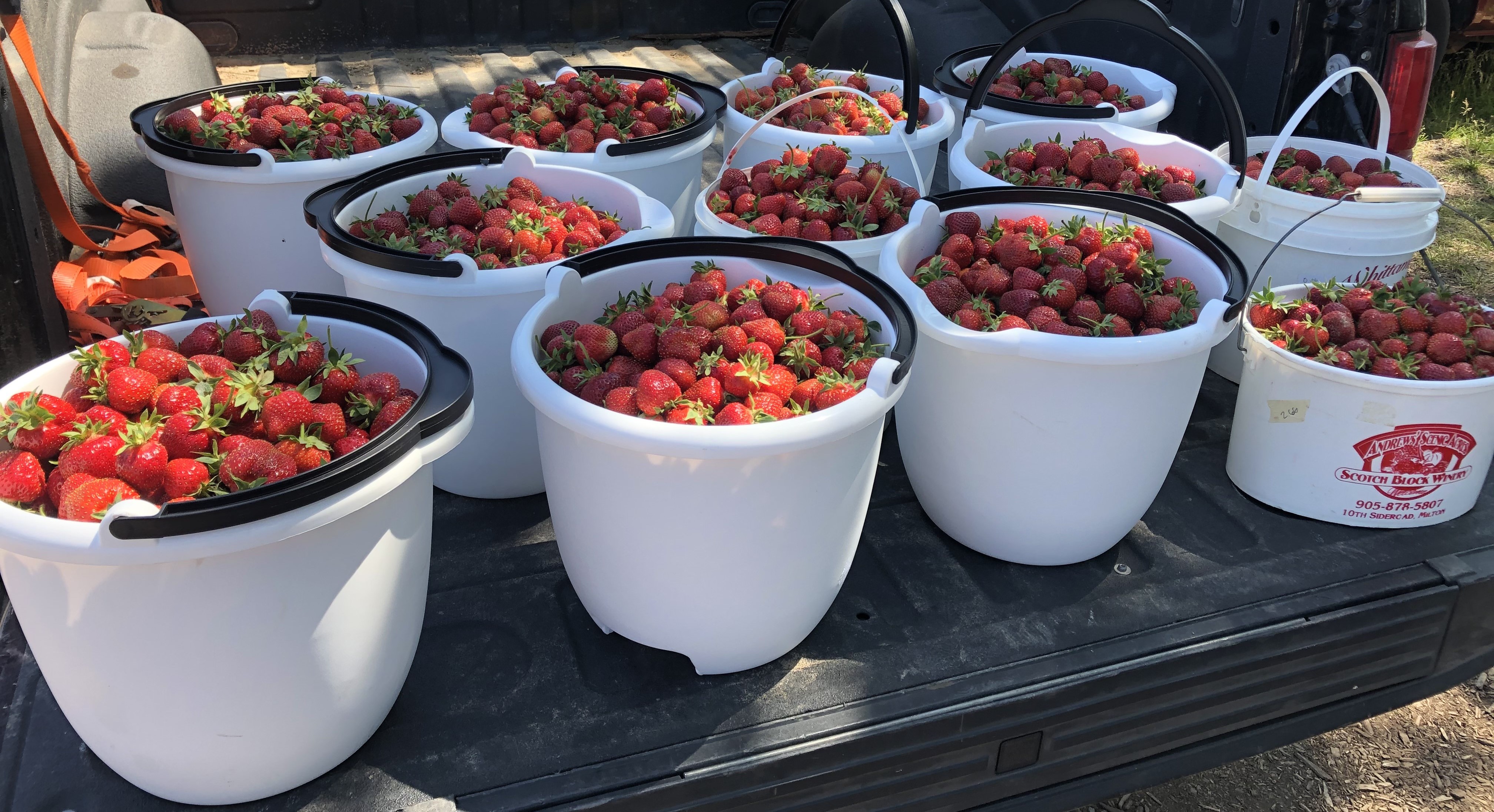 The truck bed of a pickup truck filled with buckets of freshly picked strawberries