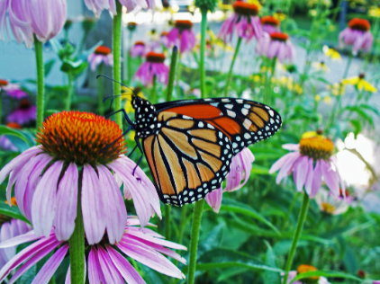 Monarch Butterfly on Flower