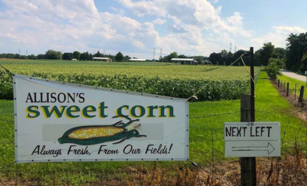 A sign that says "Allisons Sweet Corn. Always Fresh, From our Fields!" with a picture of a corn cob