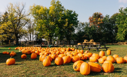 An image of a pumpkin patch with a variety of orange pumpkins