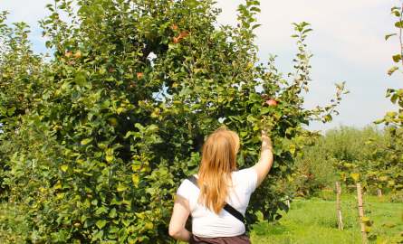 An image of a young lady with red hair in white shirt and brown skirt picking apples from a tree