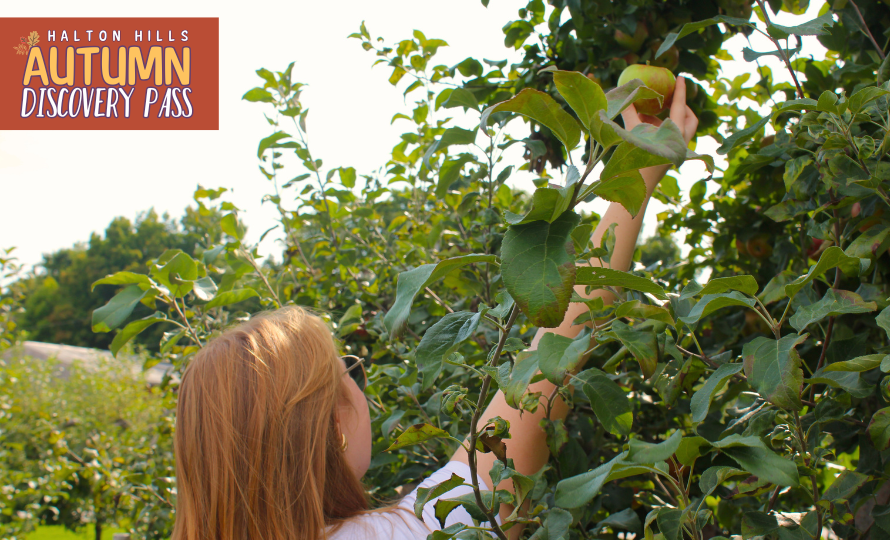 A redheaded girl picking an apple from an apple tree