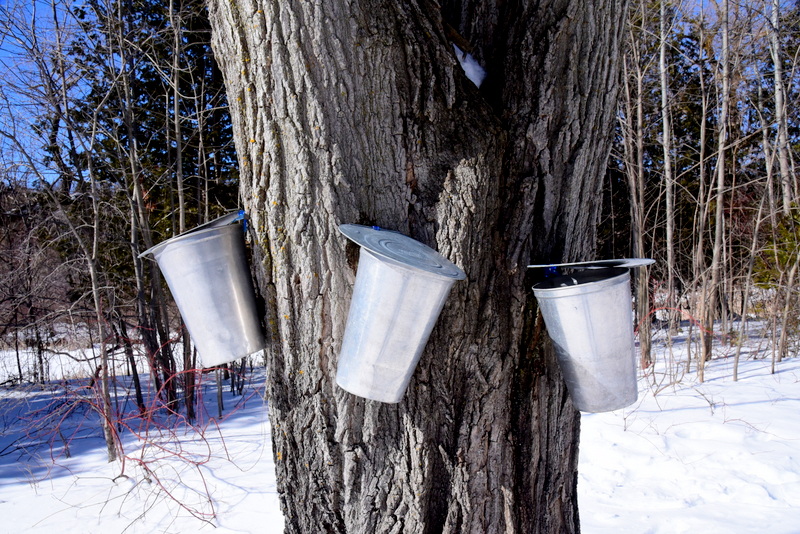 Maple Syrup bucket on tree