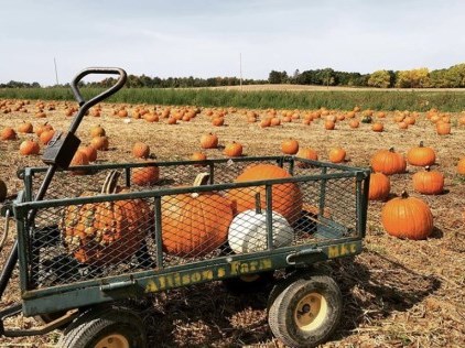 Allison's Farm Market Pumpkin Patch