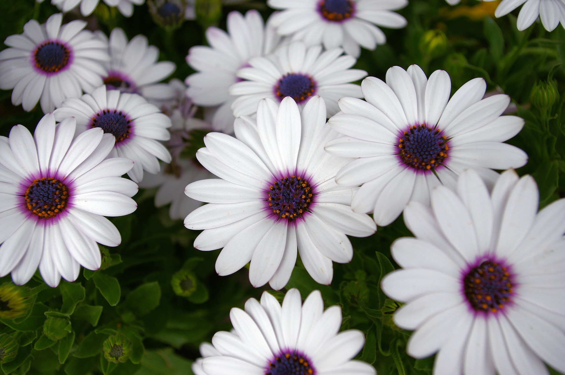 White daisies with purple centers