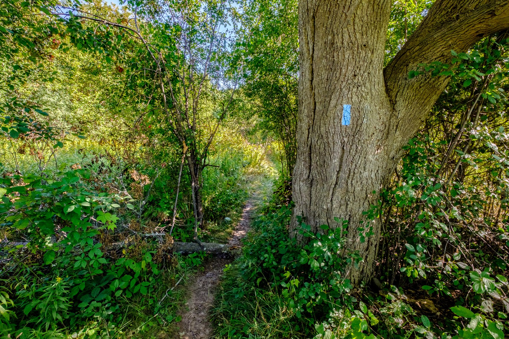 View from the Glen Williams Trail