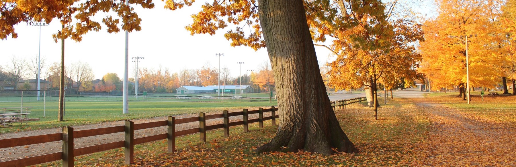 Fall leaves in front of baseball diamond