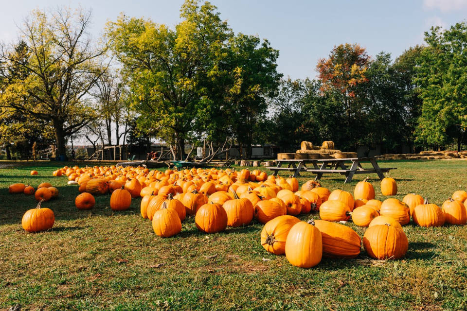 a field of pumpkins