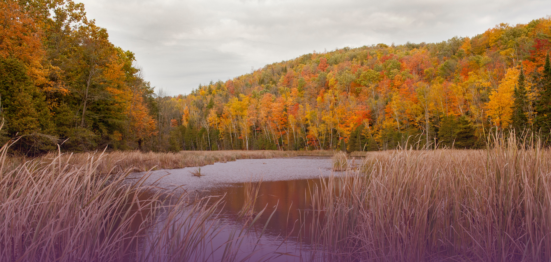 Fall foliage over small pond