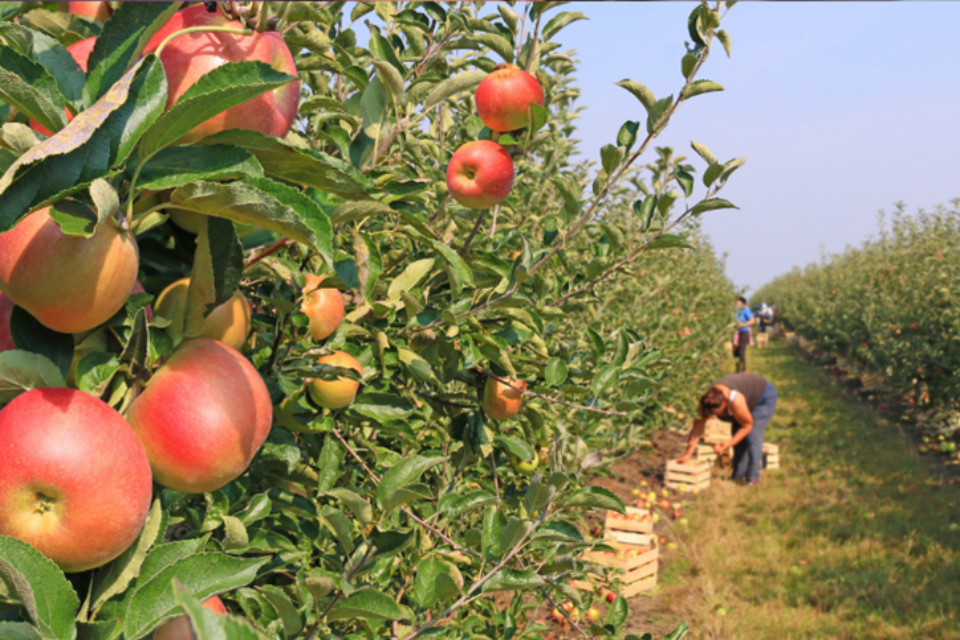 An image of an apple orchard
