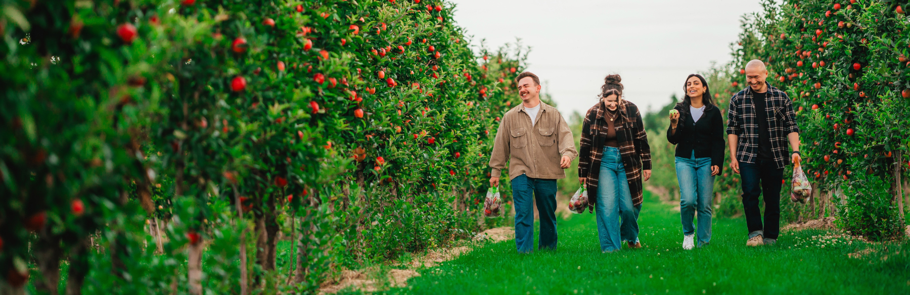 Four people, two girls in the middle and two guys on each side of them walking through an apple orchard