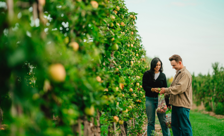 Two people picking apples and putting them in a bag