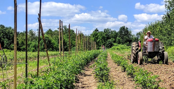 Man on a small tractor in a farm field