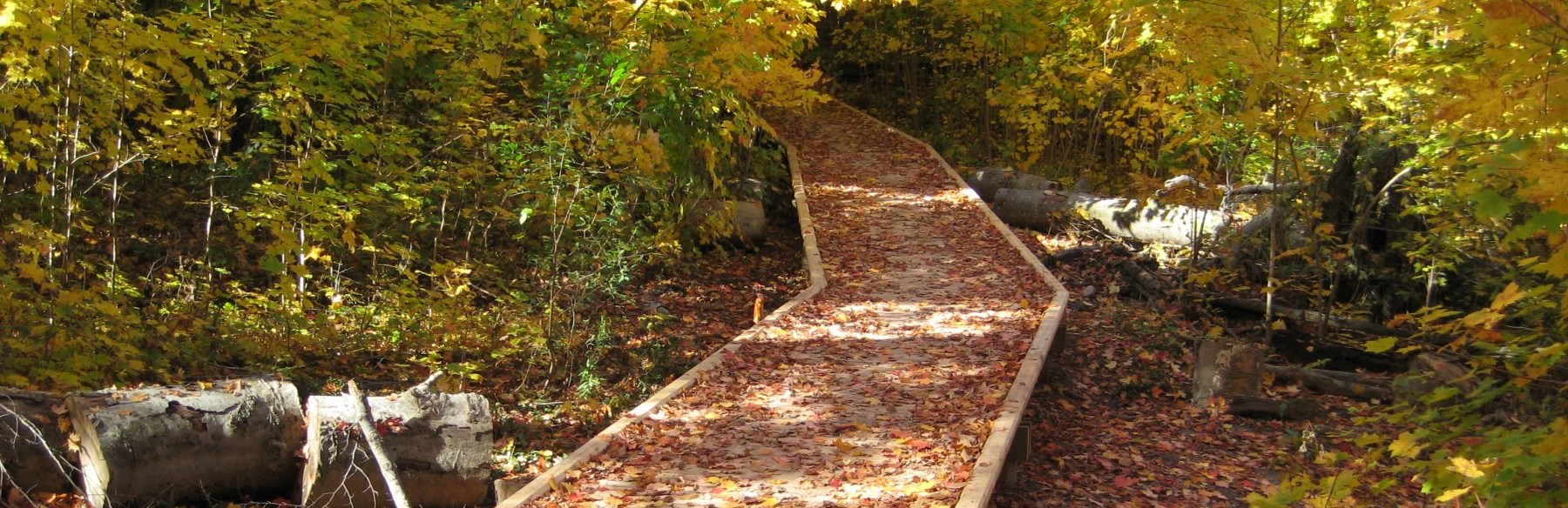 Trail in woods with fallen leaves