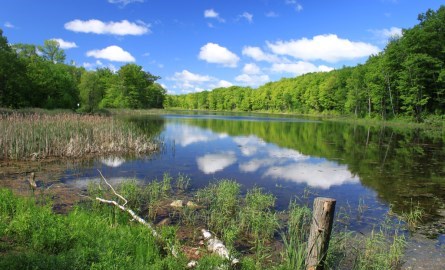 Lake with colourful forest in the background on a sunny day