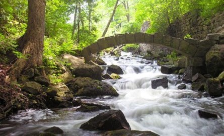 Flowing river with rocks in a forest