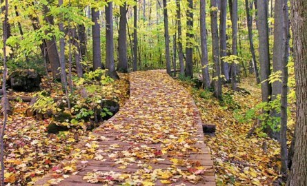 Fall trail