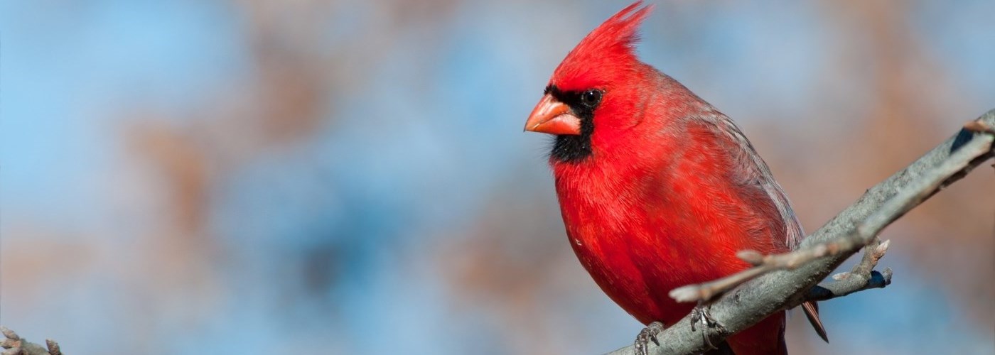red cardinal bird on branch