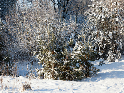 Trees covered in snow