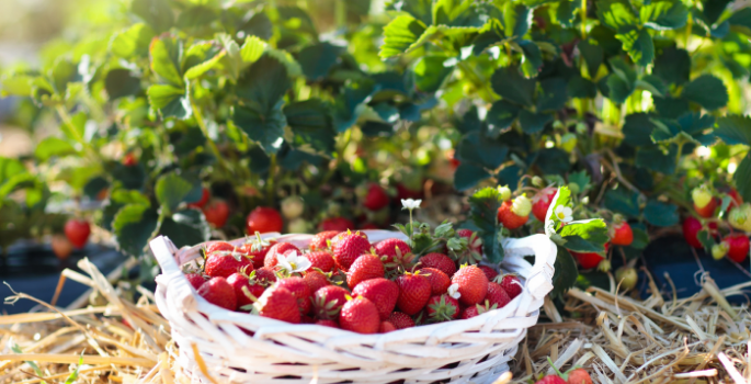 Strawberries in basket