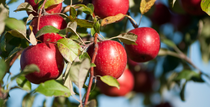 Apples on tree in orchard