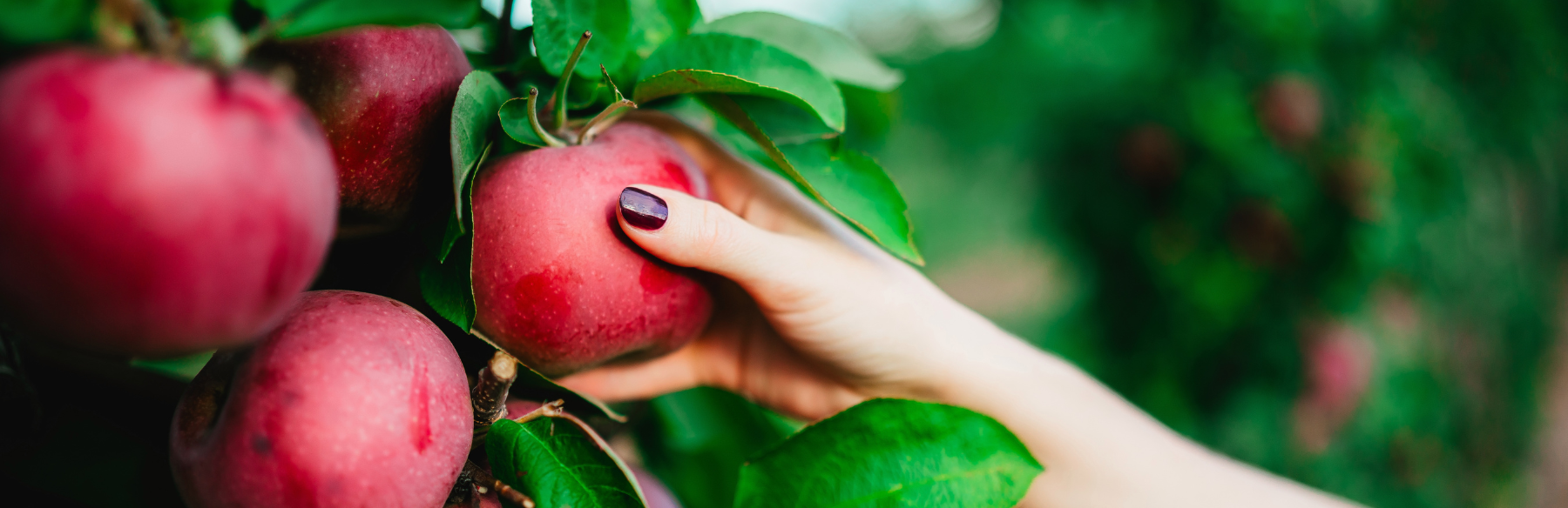 A hand picking a red apple from a tree